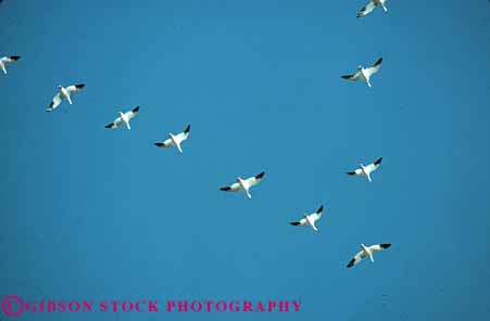 Stock Photo #8010: keywords -  animal animals avian b bird birds california colorful crowd feather feathers flies flight fly flying formation geese goose group herbivore horz ig lake large national nature pattern refuge shape sky snow tule v wildlife