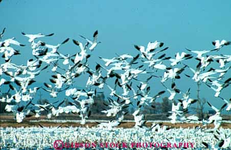 Stock Photo #8011: keywords -  animal animals avian big bird birds california colorful crowd crowded feather feathers flies flight fly flying geese goose group herbivore horz large national nature refuge sacramento sky snow white wildlife