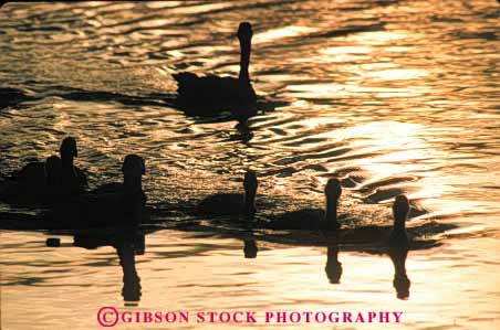 Stock Photo #8012: keywords -  animal animals avian babies baby big bird birds canada colorful family feather feathers geese goose gosling group herbivore horz large nature silhouette silhouettes sunset swim together wildlife young