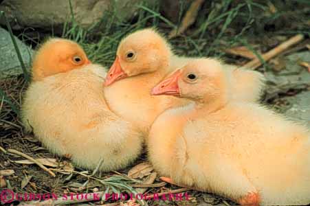 Stock Photo #8013: keywords -  animal animals avian babies baby big bird birds chick chicks colorful cute delicate feather feathers fluffy geese goose gosling goslings group herbivore horz large nature nest soft tender three together vulnerable wildlife young
