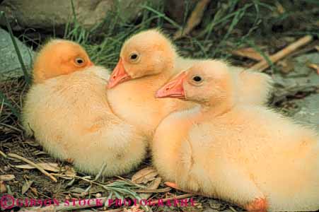 Stock Photo #8013: keywords - animal animals avian babies baby big bird birds chick chicks colorful cute delicate feather feathers fluffy geese goose gosling goslings group herbivore horz large nature nest soft tender three together vulnerable wildlife young