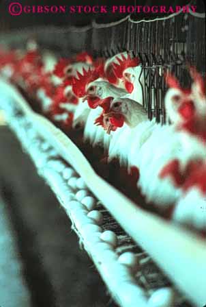 Stock Photo #8014: keywords - agriculture animal animals avia bird birds captivity chicken chickens colorful coup egg eggs farm feather feathers fowl herbivore in livestock poultry produce production row rows vert