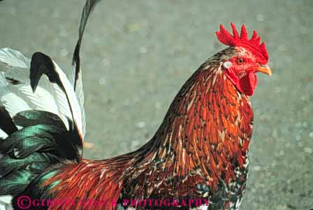 Stock Photo #8017: keywords -  agriculture animal animals avian barnyard bird birds captivity chicken chickens color colorful feather feathers fowl herbivore horz livestock poultry rooster roosters