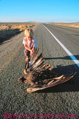 Stock Photo #8018: keywords - accident animal animals avian big bird birds captor carnivore child children collision countryside dead death die died dies dying eagle eagles feather feathers girl golden highway kill killed kills large nature predator released road roadkill route rural street vert washington wildlife youth