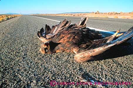 Stock Photo #8019: keywords -  accide animal animals avian big bird birds captor carnivore collision countryside dead death die died dies dying eagle eagles feather feathers golden highway horz kill killed kills large nature nt predator road roadkill route rural street washington wildlife