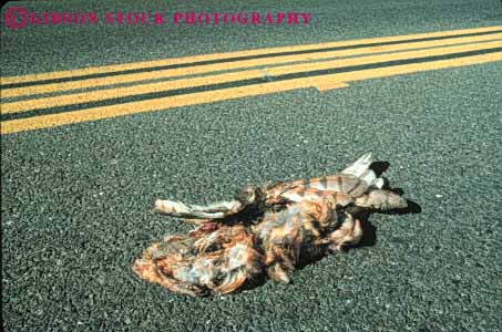 Stock Photo #8020: keywords -  accident animal animals avian bird birds carnivore collision colorful countryside dead death die died dies dying feather feathers highway horz kill killed kills nature owl road roadkill route rural street wildlife