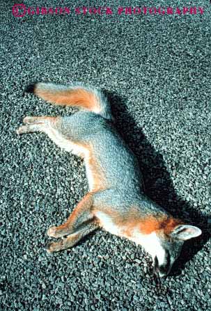 Stock Photo #8021: keywords -  accident animal animals carnivore collision countryside dead death die died dies dying fox fur highway kill killed kills mammal mammals nature road roadkill route rural street texas vert wildlife