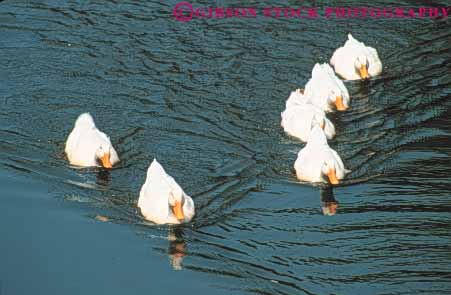 Stock Photo #8022: keywords - animal animals aquatic avian bird birds duck ducks feather feathers formation group habitat herbivore herbivores horz nature pattern v water waterfowl white wildlife