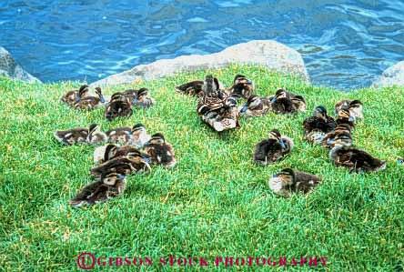 Stock Photo #8023: keywords -  animal animals aquatic avian babie baby bird birds duck duckling ducklings ducks family feather feathers group habitat herbivore herbivores horz mallard nature s water waterfowl wildlife young