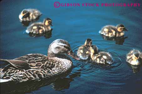 Stock Photo #8024: keywords -  animal animals aquatic avian babies baby bird birds duck duckling ducklings ducks family feather feathers group habitat herbivore herbivores horz mallard nature water waterfowl wildlife young