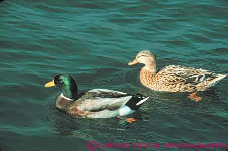 Stock Photo #8025: keywords -  animal animals aquatic avian bird birds duck ducks feather feathers female habitat herbivore herbivores horz male mallard mate mated nature pair two water waterfowl wildlife