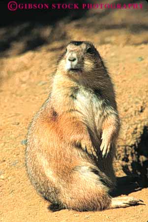 Stock Photo #8026: keywords - alert animal animals borrow borrowing cute dog fur mammal mammals nature prairie rodent rodents vert