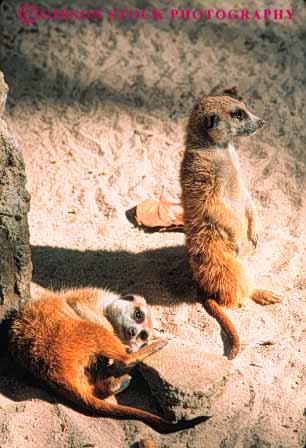 Stock Photo #8027: keywords -  animal animals borrow borrowing cute fur mammal mammals meerkats nature pair rodent rodents two vert wildlife