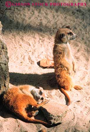 Stock Photo #8027: keywords - animal animals borrow borrowing cute fur mammal mammals meerkats nature pair rodent rodents two vert wildlife