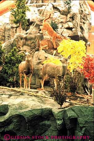 Stock Photo #8028: keywords -  animal animals dead deer display displayed hunt hunted killed mammal mammals mount mounted mule preserve preserved shoot stuffed taxidermy trophy vert
