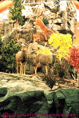 Stock Photo #8028: keywords -  animal animals dead deer display displayed hunt hunted killed mammal mammals mount mounted mule preserve preserved shoot stuffed taxidermy trophy vert