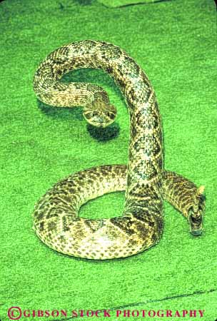 Stock Photo #8032: keywords - animal animals dead display displayed hunt hunted killed mount mounted preserve preserved rattlesnake reptile shoot snake stuffed taxidermy trophy vert
