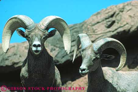 Stock Photo #8034: keywords -  animal animals arid arizona big bighorn desert dry endange endangered environment habitat horn horz hot living mammal mammals museum nature pair rare sheep threatened tucson two wildlife