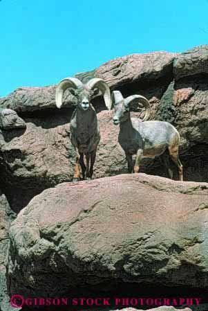 Stock Photo #8035: keywords -  animal animals arid arizona big bighorn desert dry endangered environment habitat horn hot living mammal mammals museum nature pair rare sheep threatened tucson two vert wildlife