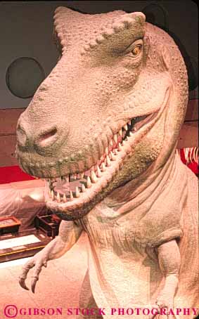 Stock Photo #8038: keywords - big bite boston carnivore carnivores dinosaur dinosaurs display eation extinct heavy huge imitate imitation lifelike massachusetts mean mesozoic model museum of prehistoric prehistory recr recreate recreated replica reptile reptiles rex scare scary science simulate simulation t tall teeth tyrannosaurus vert