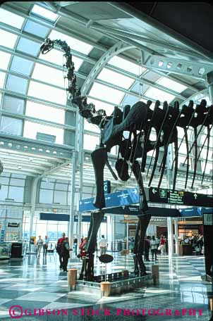 Stock Photo #8039: keywords -  airport atrium big bite bone bones bracheosaurus carnivore carnivores chicago concourse dinosaur dinosaurs display extinct fossil fossils heavy huge illinois imitate imitation lobby mean mesozoic model ohare prehistoric prehistory recreate recreated recreation replica reptile reptiles scare scary simulate simulation skeleton tall teeth vert window