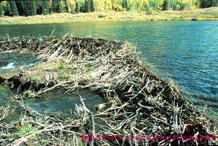 Stock Photo #8045: keywords -  animal animals beaver colorado creek dam drainage environment habitat horz lake mammal mammals natural nature pond reservoir stick sticks stream water wildlife wood wooden