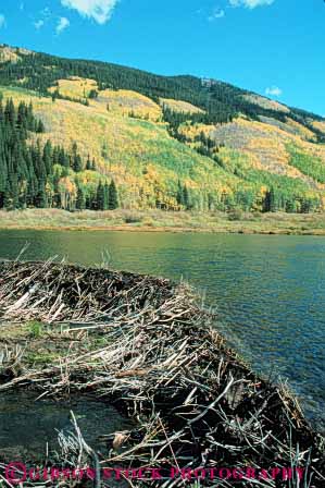 Stock Photo #8046: keywords - animal animals beaver colorado creek dam drainage environment habitat lake mammal mammals natural nature pond reservoir stick sticks stream vert water wildlife wood wooden