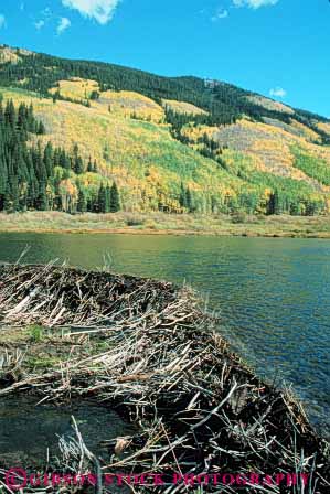 Stock Photo #8046: keywords -  animal animals beaver colorado creek dam drainage environment habitat lake mammal mammals natural nature pond reservoir stick sticks stream vert water wildlife wood wooden