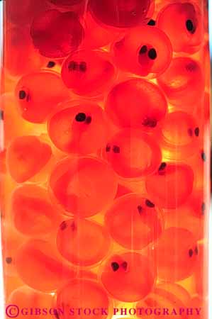 Stock Photo #8047: keywords -  biological biology chinook develop developing development developmental egg eggs embryo embryonic embryos fish grow growing growth preserved reproduce reproduction salmon stage vert