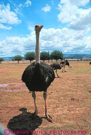 Stock Photo #8050: keywords -  agriculture big bird birds cultivate cultivated different farm huge livestock mexico neck necks new ostrich ostriches s tall trange unusual vert weird