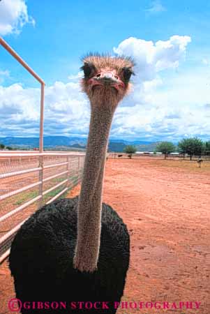 Stock Photo #8051: keywords -  agriculture big bird birds cultivate cultivated different farm huge mexico neck necks new ostrich ostriches strange tall unusual vert weird