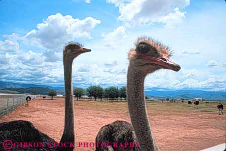 Stock Photo #8052: keywords -  agriculture big bird birds cultivate cultivated different farm horz huge mexico neck necks new ostrich ostriches strange tall unusual weird