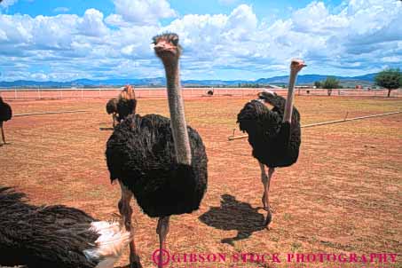 Stock Photo #8053: keywords -  agriculture big bird birds cultivate cultivated different farm horz huge mexico neck necks new ostrich ostriches strange tall unusual weird