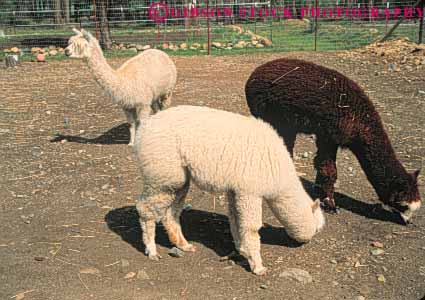 Stock Photo #8054: keywords -  alpaca alpacas animal animals california farm fur horz livestock mammal mammals