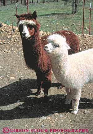 Stock Photo #8055: keywords -  alpaca alpacas animal animals california farm fur livestock mammal mammals vert