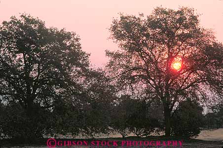Stock Photo #13878: keywords -  california color dark dawn deciduous dusk evening forest forests horz morning oak orange silhouette silhouettes sunrise sunrises sunset sunsets tree trees warm
