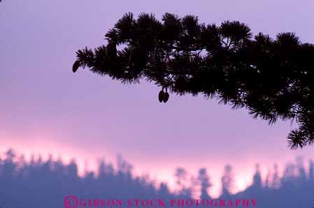 Stock Photo #13879: keywords -  branch branches california color colorful dawn dusk horz national needle needles park parks pine public sequoia silhouette silhouettes sunset sunsrise tree trees