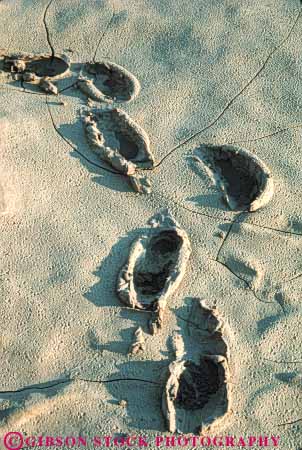Stock Photo #7115: keywords -  deposit deposited dry drying earth environment footprint footprints form formation geologic geological geology gooey in moist muck mud muddy nature particles physical route science sediment sedimentation sediments sink sinking soft sticky vert wet