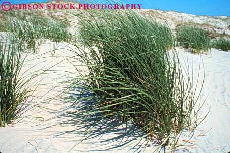 Stock Photo #7124: keywords -  accumulate accumulates accumulation barren blown cape carolina changeable changing countless deposit desert desiccated dried dry dune dunes dynamic earth environment establishment geologic geological geology grain grains grass grasses hatteras heat horz hot lifeless movable moving nature north particle particles physical pile plant plants revegetation ripple ripples sand sanddune sanddunes science sediment sedimentary sedimentation vegetation wind