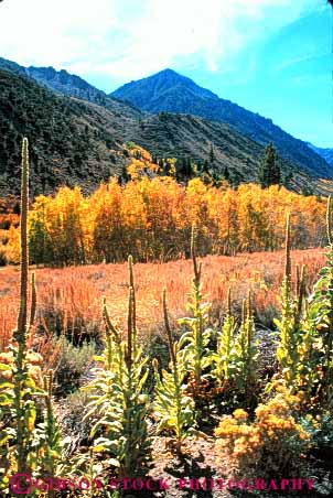 Stock Photo #7176: keywords -  alpine aspen autumn batholith california color environment fall geologic geological geology granite landscape mountain mountains nature outdoor peak peaks relief rock rugged scenery scenic season sierra terrain uplift vert wild wilderness yellow