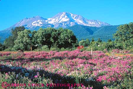 Stock Photo #7200: keywords -  alpine barren blossom blossoming blossoms california cascade cold colorful desolate desolation environment flower flowering flowers freeze freezing froze frozen geologic geological geology high horz hostile ice icy inhospitable landscape mount mountain mountains mt mt. nature outdoor pea peak peaks pristine range relief rock rugged scenery scenic shasta slope sloping snow spring steep summit tall terrain uplift volcanic volcanism volcano volcanoes white wild wilderness wildflower wildflowers winter