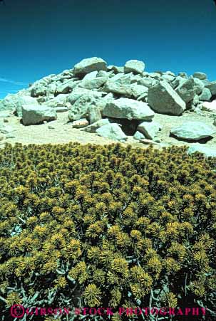 Stock Photo #7207: keywords -  alpine barren batholith california desolate desolation environment geologic geological geology gorgonio granite high hostile inhospitable landscape mount mountain mountains mt mt. nature outdoor peak peaks pine pinnacle range relief rock rugged san scenery scenic slope sloping spire spires steep summit tall terrain tree uplift vert wild wilderness