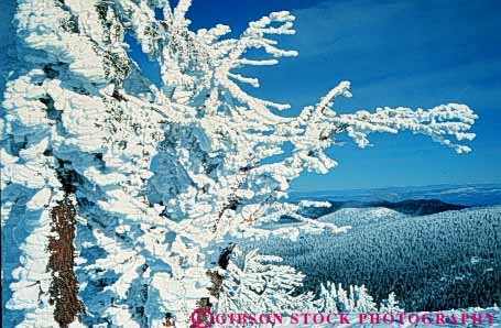 Stock Photo #3470: keywords - alpine bachelor blizzard clean cold environment freeze fresh horz ice mount mountain nature oregon outdoor pristine quiet scenery scenic season snow tree wild wilderness winter