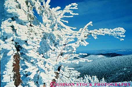 Stock Photo #3470: keywords -  alpine bachelor blizzard clean cold environment freeze fresh horz ice mount mountain nature oregon outdoor pristine quiet scenery scenic season snow tree wild wilderness winter