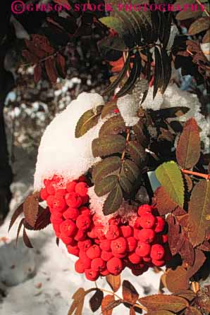 Stock Photo #7212: keywords -  alpine ash berries berry clean climate cold environment freeze freezing frozen fruit ice icy nature plant precipitation pristine pure snow tree vert weather wild wilderness winter