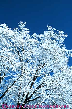 Stock Photo #7214: keywords -  alpine branch clean climate cold environment freeze freezing frozen ice icy nature outdoor precipitation pristine pure rugged snow tree trees vert weather wild wilderness winter