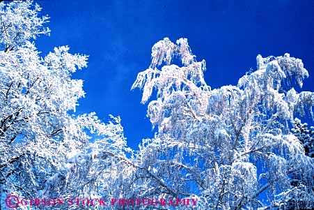 Stock Photo #7226: keywords -  alpine branch clean climate cold desolate desolation environment freeze freezing frozen horz ice icy nature outdoor precipitation pristine pure rugged snow tree weather wild wilderness winter