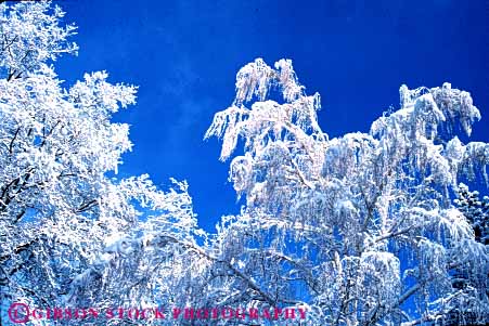 Stock Photo #7226: keywords - alpine branch clean climate cold desolate desolation environment freeze freezing frozen horz ice icy nature outdoor precipitation pristine pure rugged snow tree weather wild wilderness winter