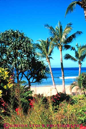 Stock Photo #7250: keywords -  beach beautiful beauty clean coast coastal continent edge hawaii kannapali land landscape lush marine maritime natural nature ocean palm plant pristine privacy private remote sand scenery scenic sea seascape seashore secluded shore shoreline solitary surf tree trees tropical vegetation vert wave waves