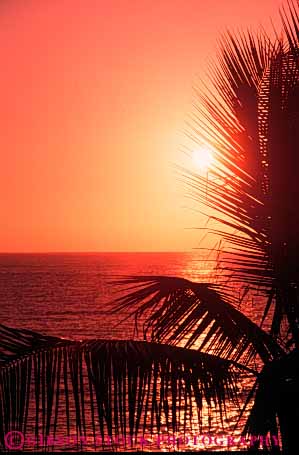 Stock Photo #7286: keywords -  coast coastal dawn dusk hawaii hot landscape mood moody nature ocean palm scenery scenic shore shoreline silhouette sun sunrise sunset tree trees vert warm water